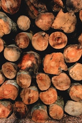 A stack of cut logs, neatly arranged in rows. The cross sections of the logs display rich wood grain patterns and varied shades of brown and tan. Some logs have visible markings or numbers written on them, suggesting they may be cataloged for identification.