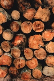 A stack of cut logs, neatly arranged in rows. The cross sections of the logs display rich wood grain patterns and varied shades of brown and tan. Some logs have visible markings or numbers written on them, suggesting they may be cataloged for identification.