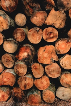 A stack of cut logs, neatly arranged in rows. The cross sections of the logs display rich wood grain patterns and varied shades of brown and tan. Some logs have visible markings or numbers written on them, suggesting they may be cataloged for identification.