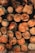 A stack of cut logs, neatly arranged in rows. The cross sections of the logs display rich wood grain patterns and varied shades of brown and tan. Some logs have visible markings or numbers written on them, suggesting they may be cataloged for identification.
