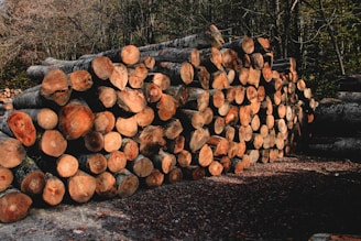 a pile of logs sitting on top of a forest floor