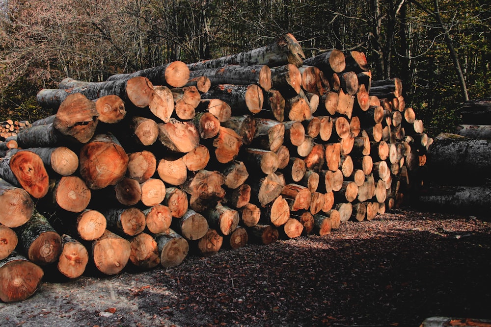 a pile of logs sitting on top of a forest floor