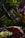 A bouquet comprising vibrant red roses, pale pink lilies, and small purple flowers, complemented by lush green leaves. The composition is artfully arranged against a dark background, creating a striking contrast and highlighting the rich colors of the flowers.
