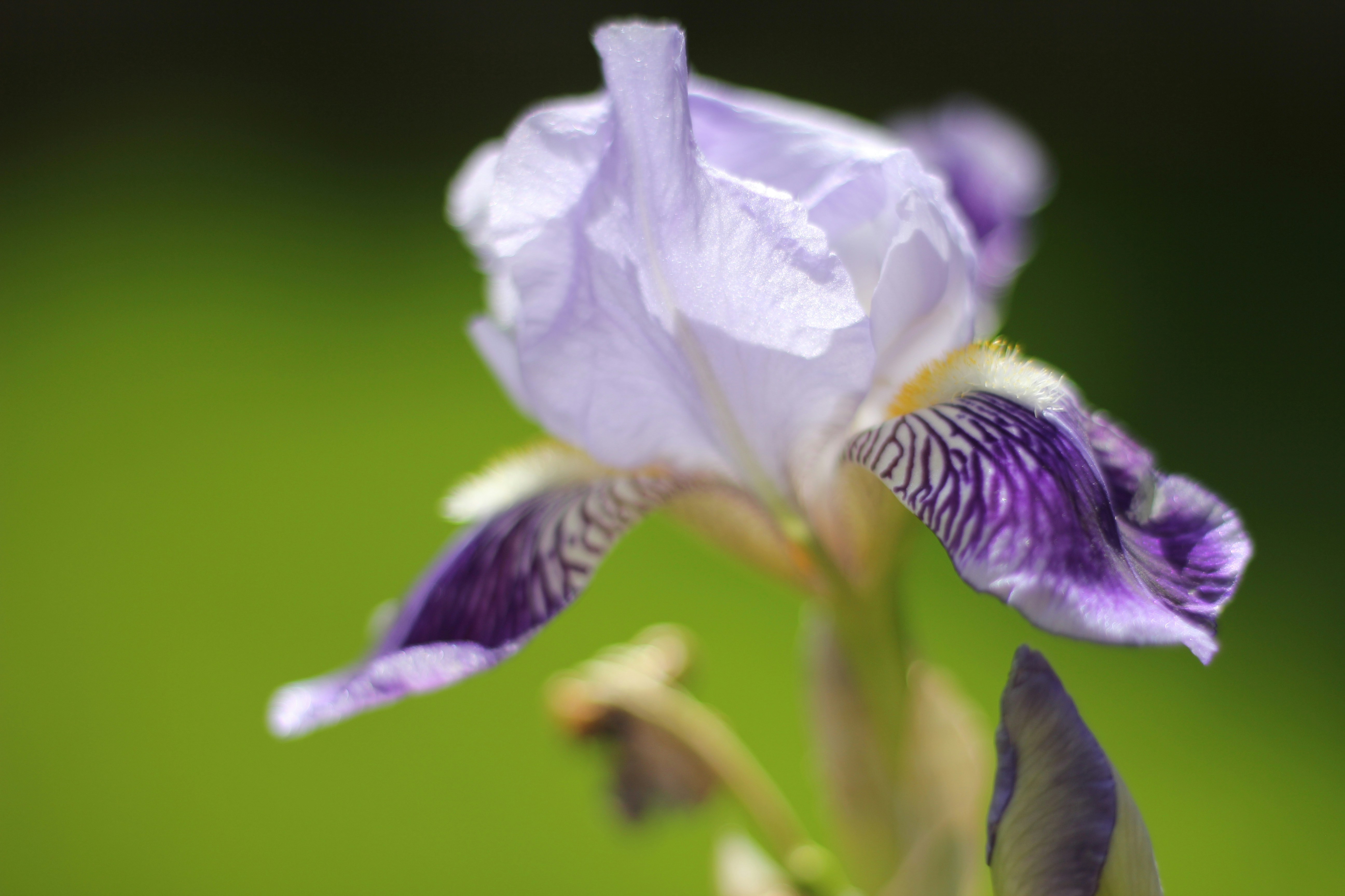 Photo by jasbirvirdi