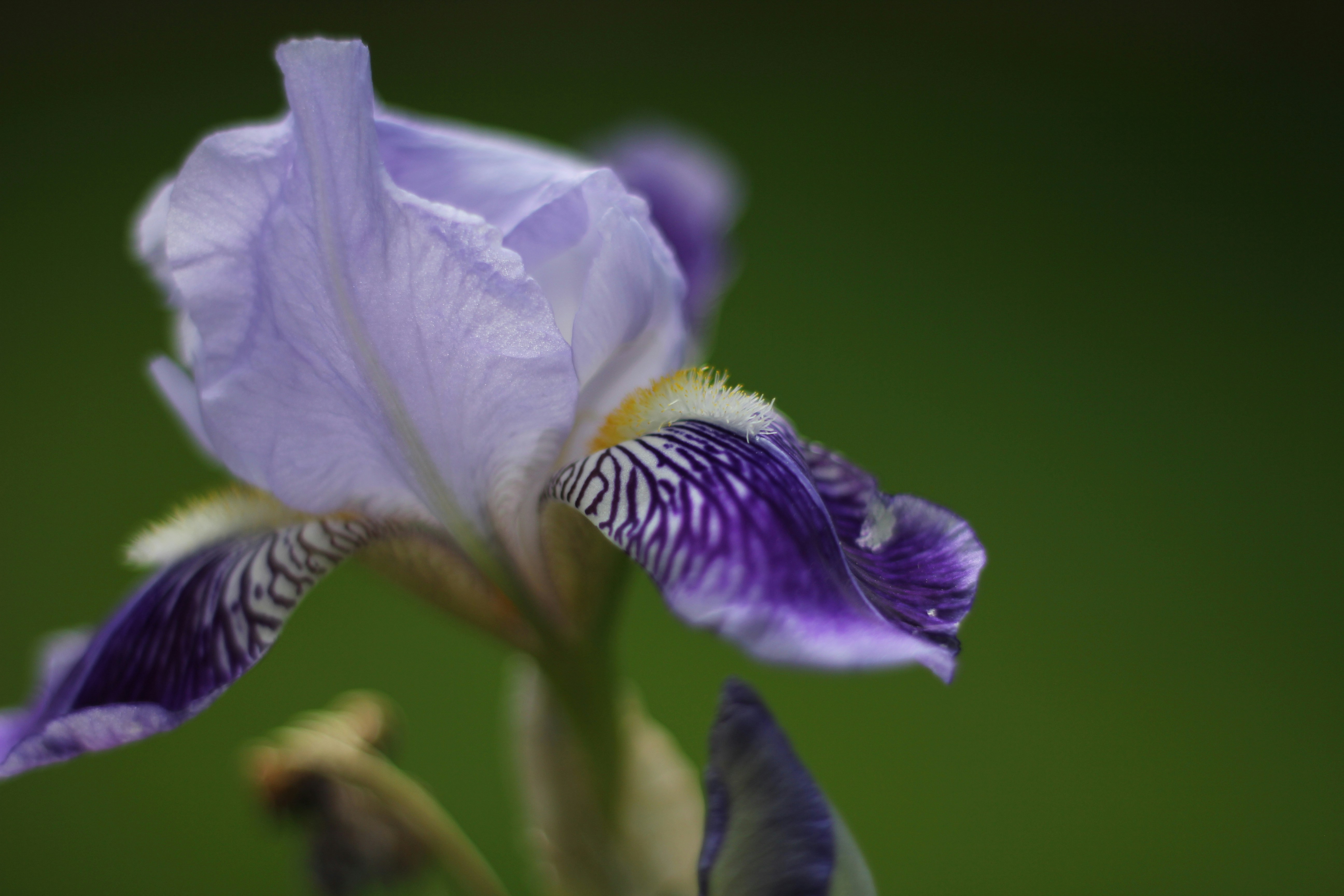 Photo by jasbirvirdi