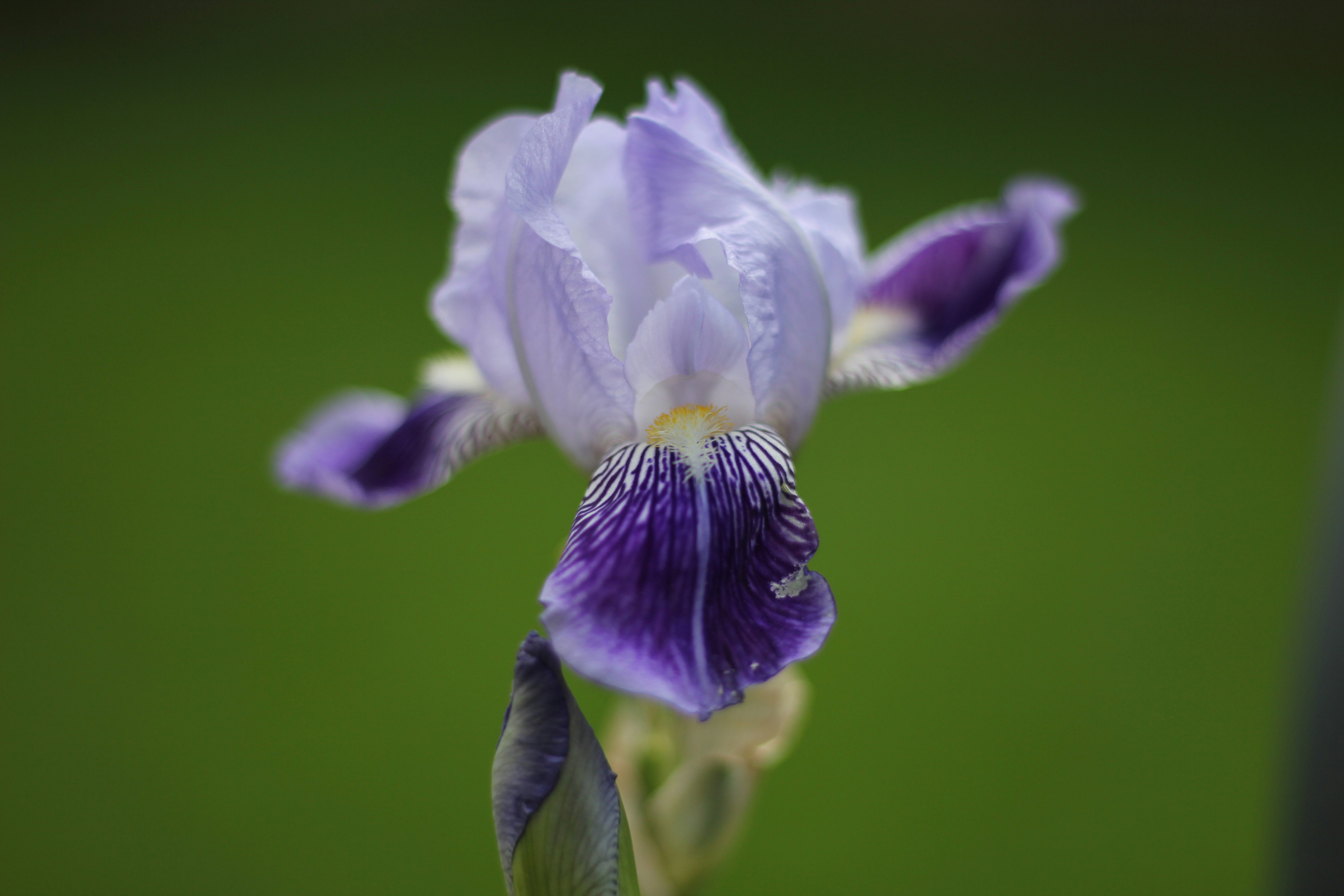 Photo by jasbirvirdi