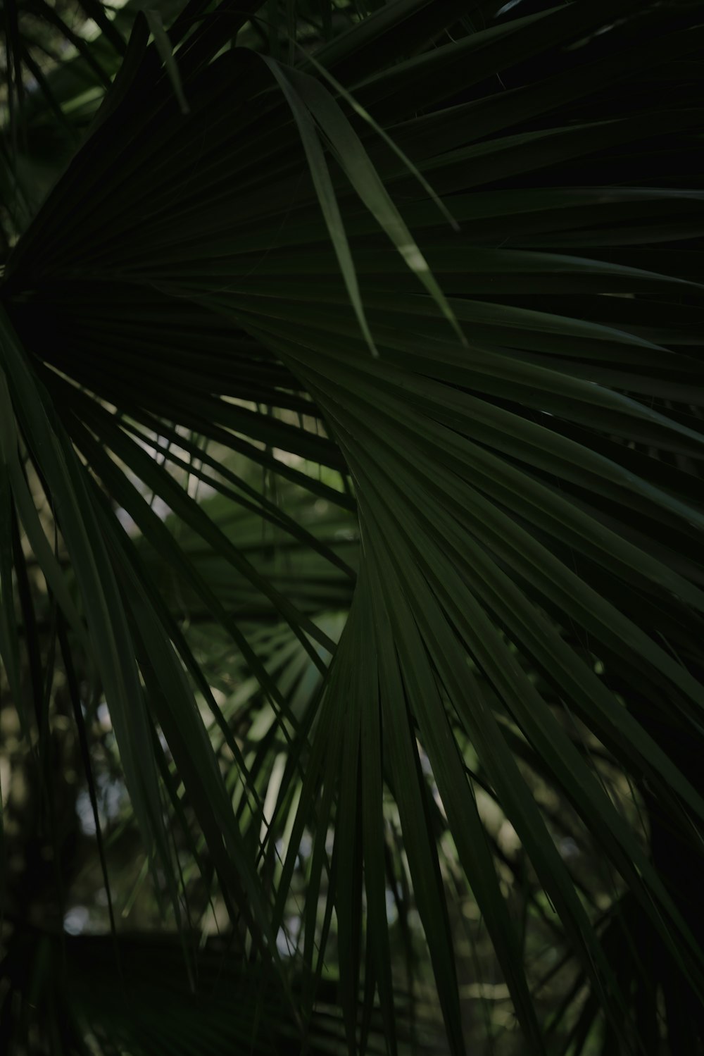 a close up of a palm tree leaves