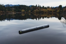 a log floating in the middle of a lake