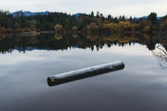 a log floating in the middle of a lake