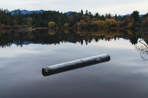 a log floating in the middle of a lake