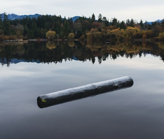 a log floating in the middle of a lake