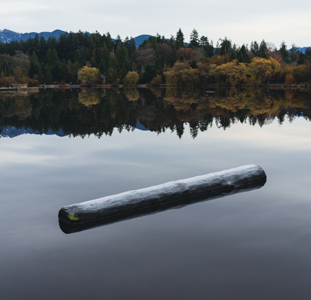 a log floating in the middle of a lake