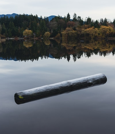 a log floating in the middle of a lake