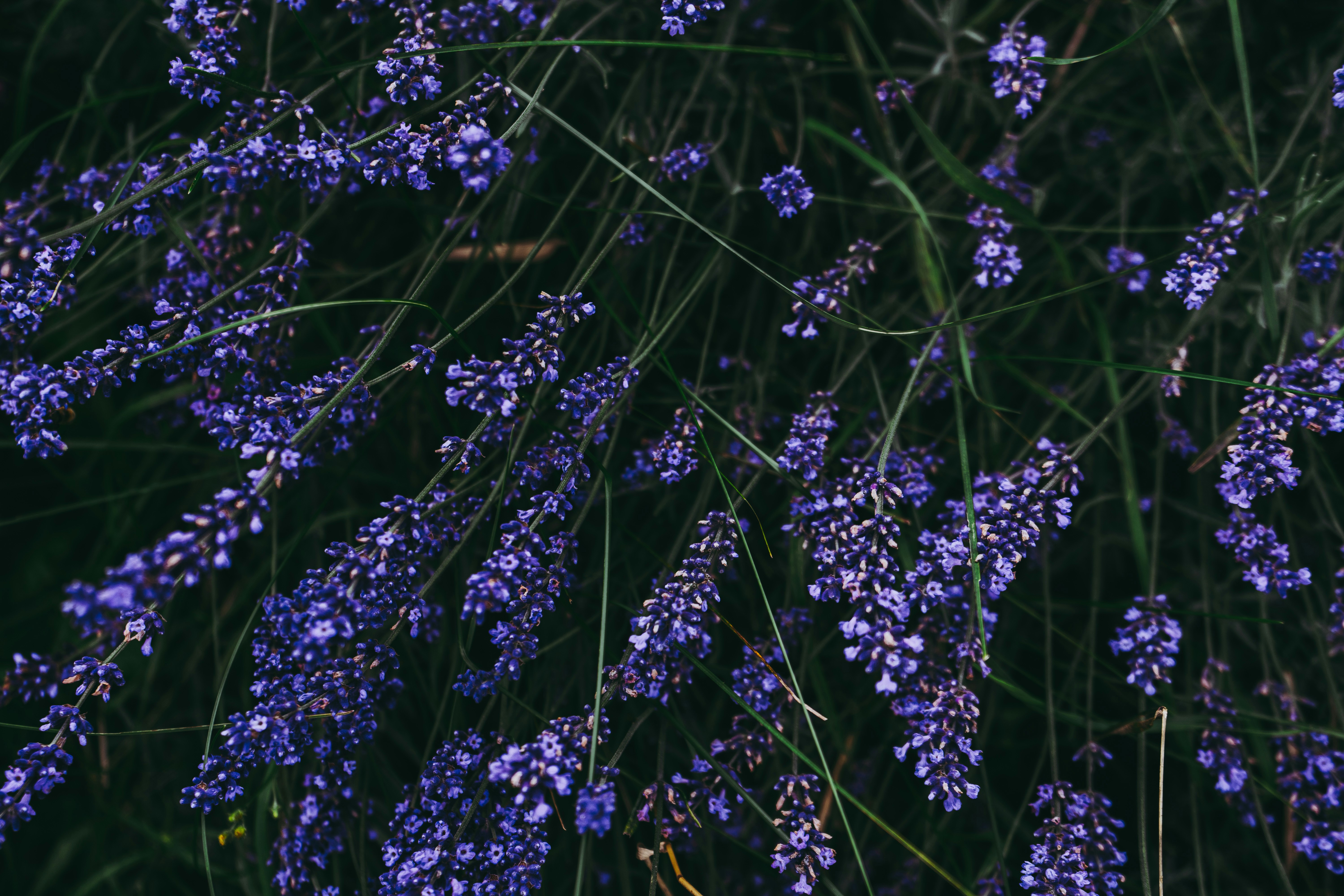 Photo by virussinside