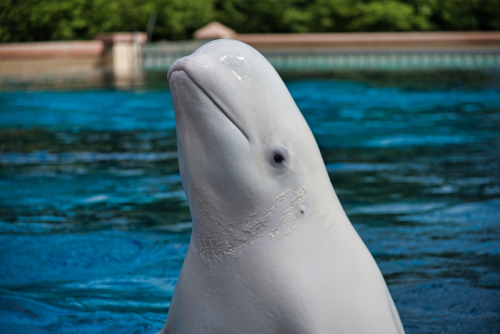 a close up of a dolphin in a pool