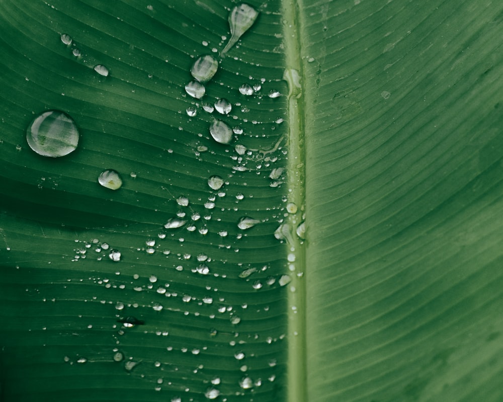 a green leaf with water drops on it