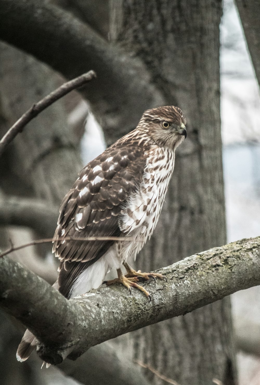 a brown and white bird perched on a tree branch