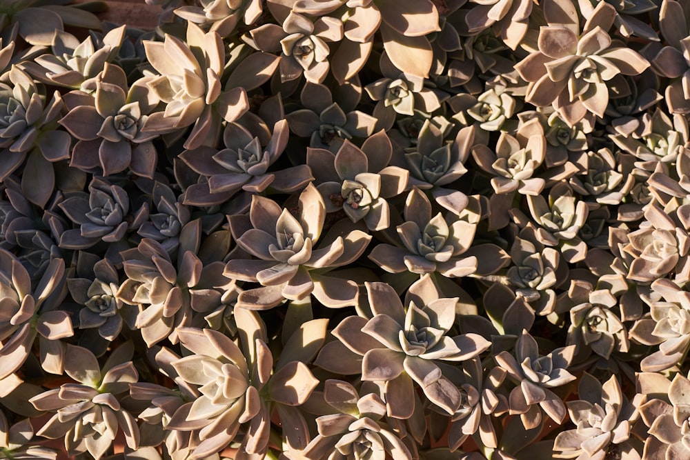 a close up of a bunch of plants