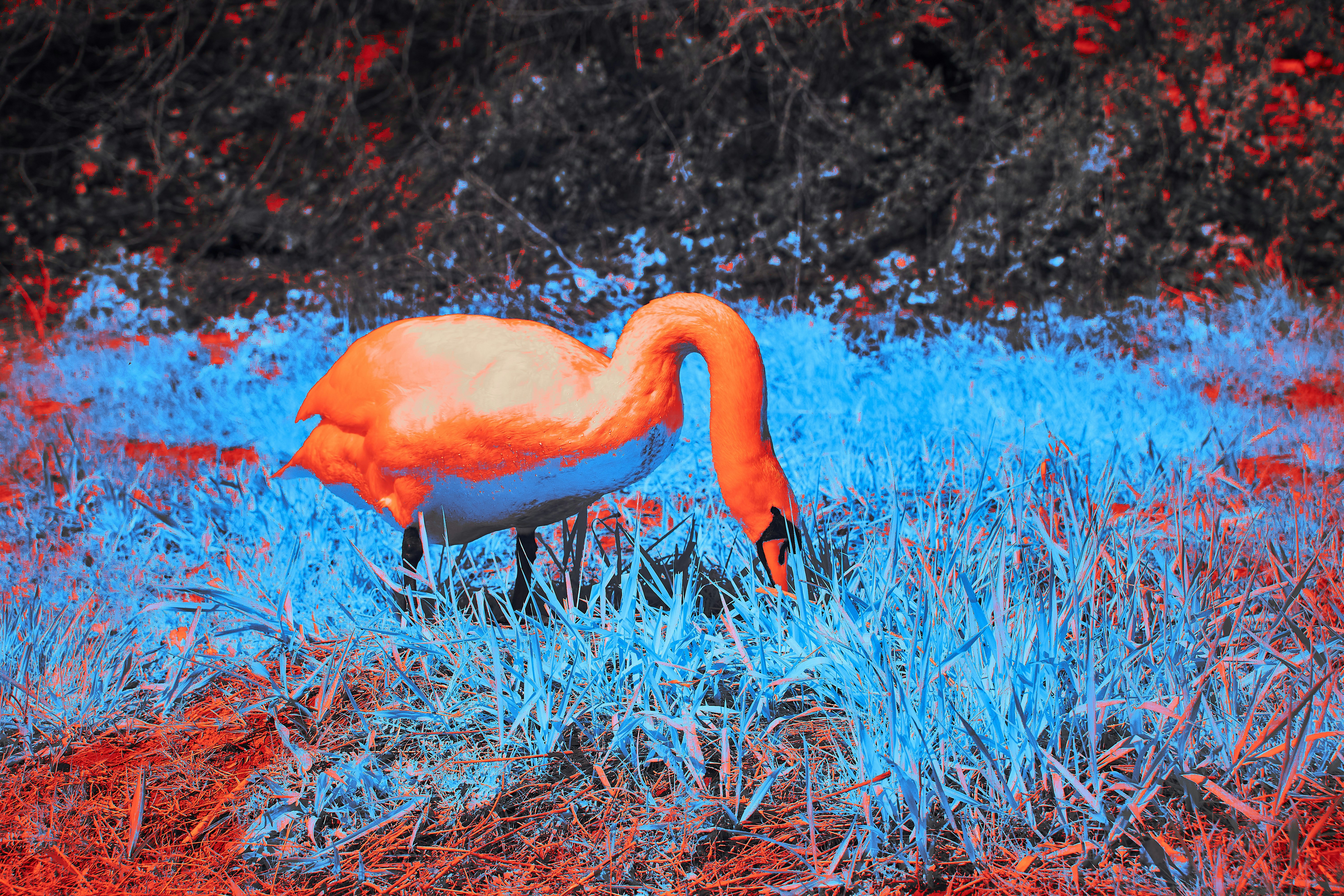 Photo by wolfgang_hasselmann