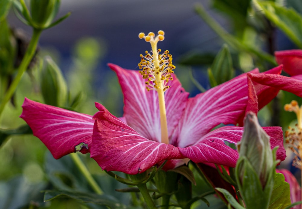 a close up of a pink flower with green leaves