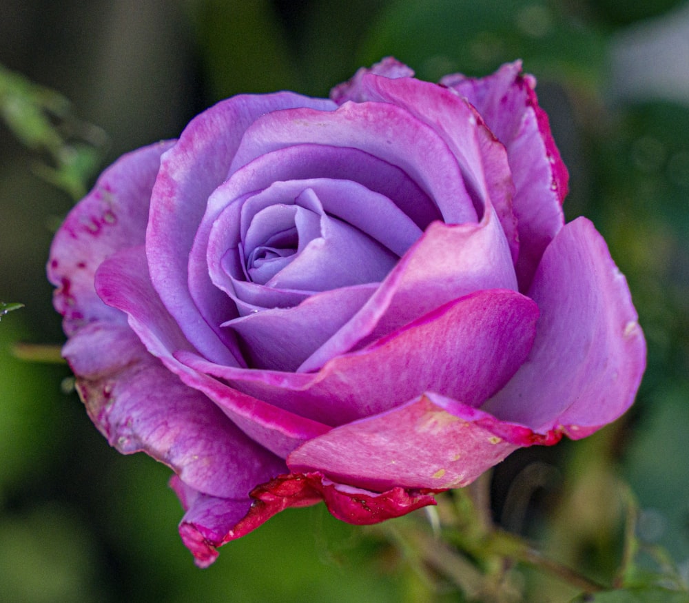 a purple rose with a green background
