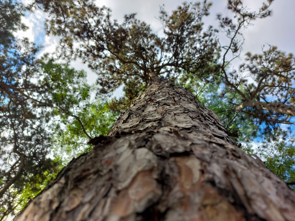 looking up at a tall tree in a forest