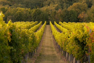 rows of vines in a vineyard with trees in the background