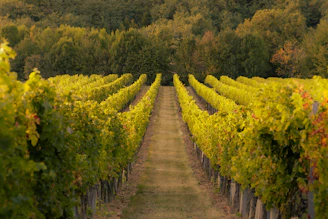 rows of vines in a vineyard with trees in the background