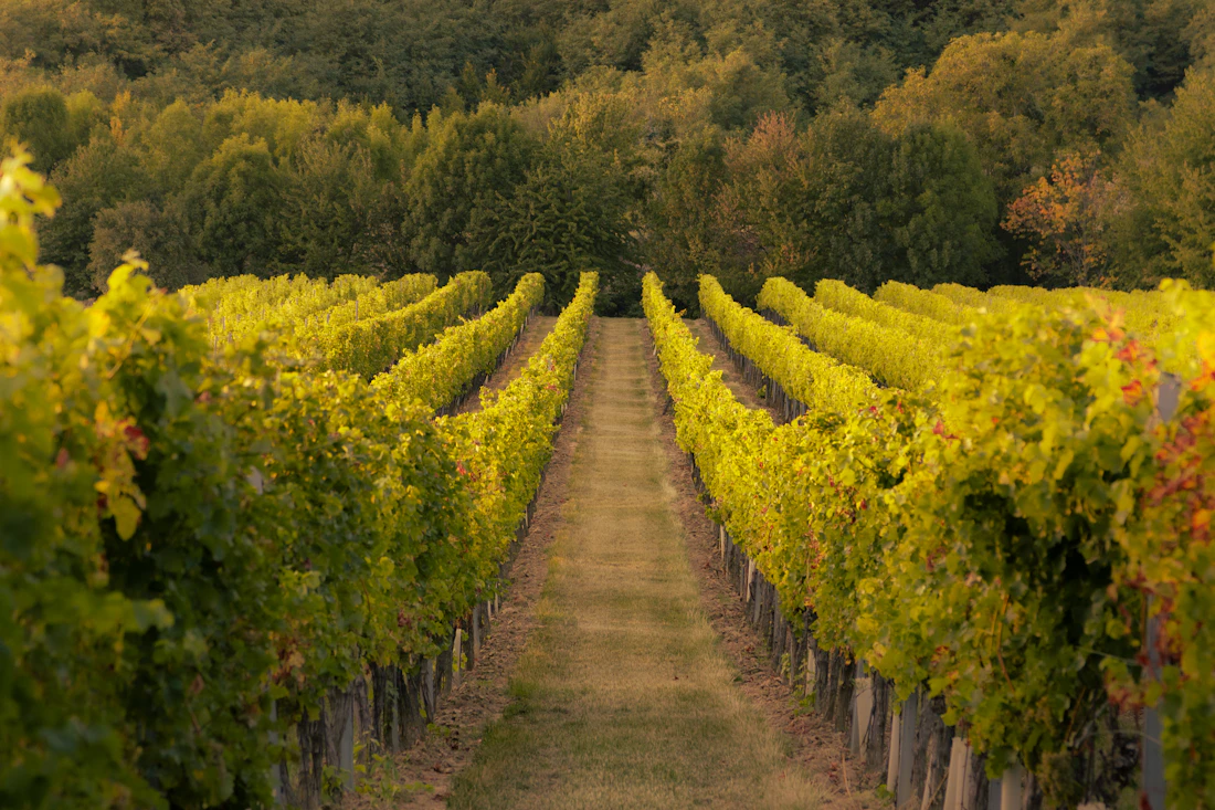 Tokaj