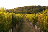 a vineyard with rows of vines and trees in the background