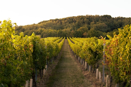 a vineyard with rows of vines and trees in the background