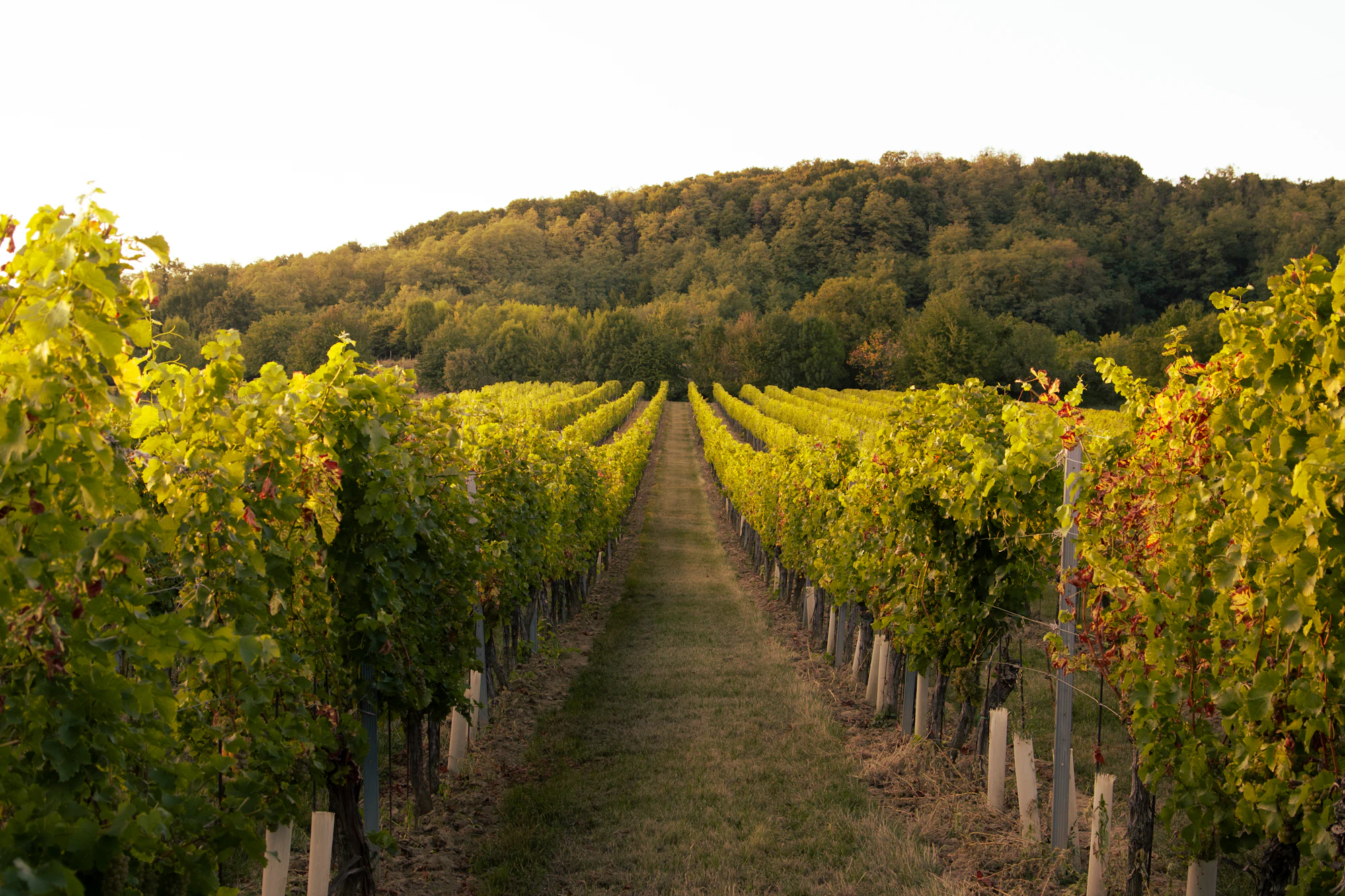 Rows of vines running away through a sunlit vineyard