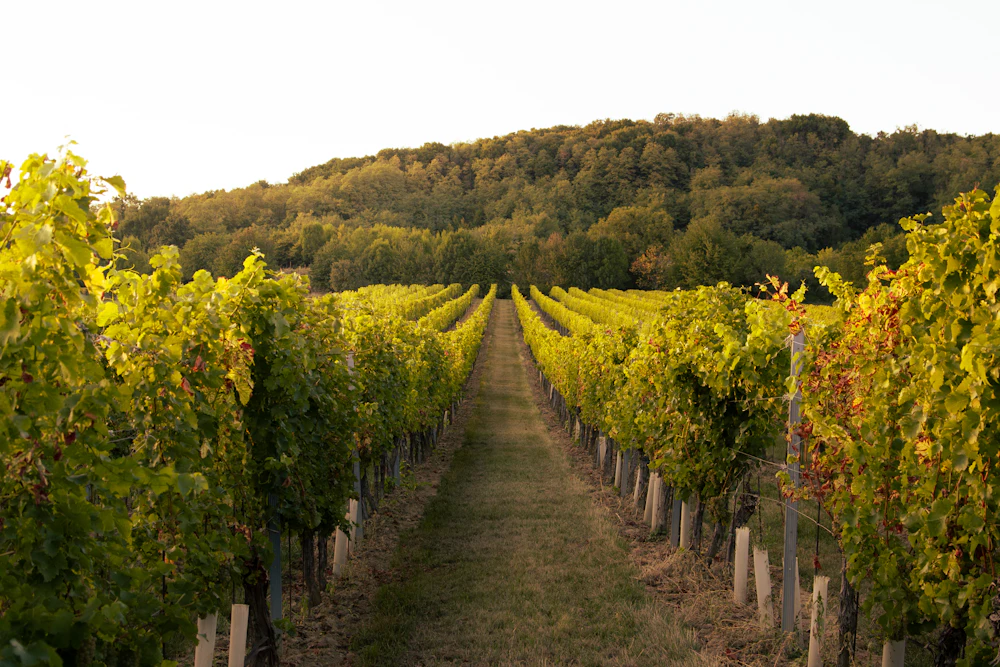 Healthy vineyard rows showing vigorous green vine growth