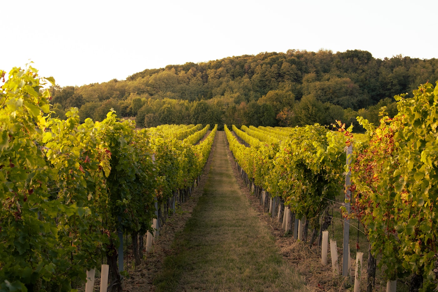 Vineyard rows stretching across English countryside