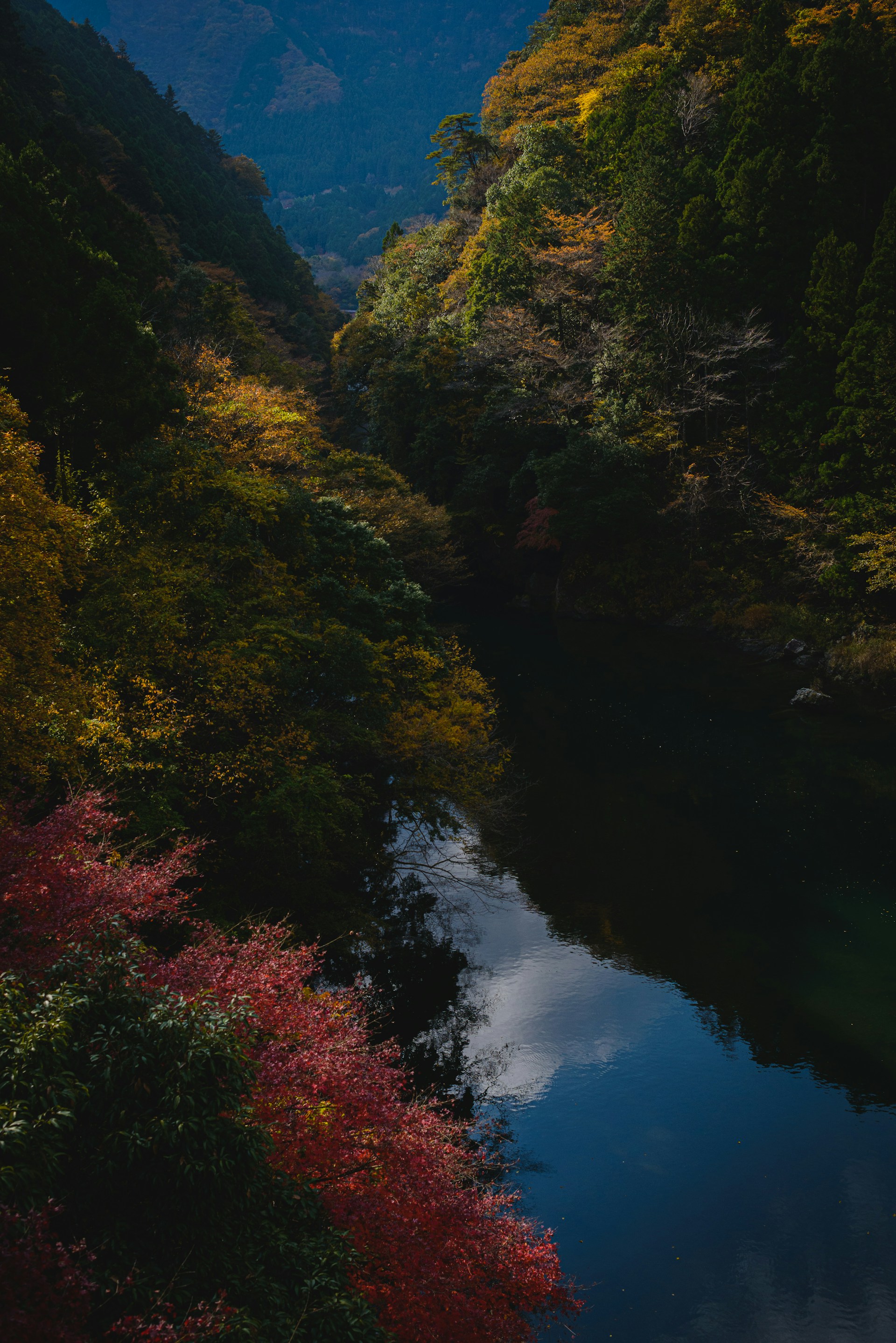 a river running through a lush green forest