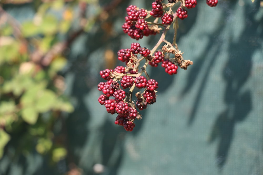 a bunch of red berries hanging from a tree