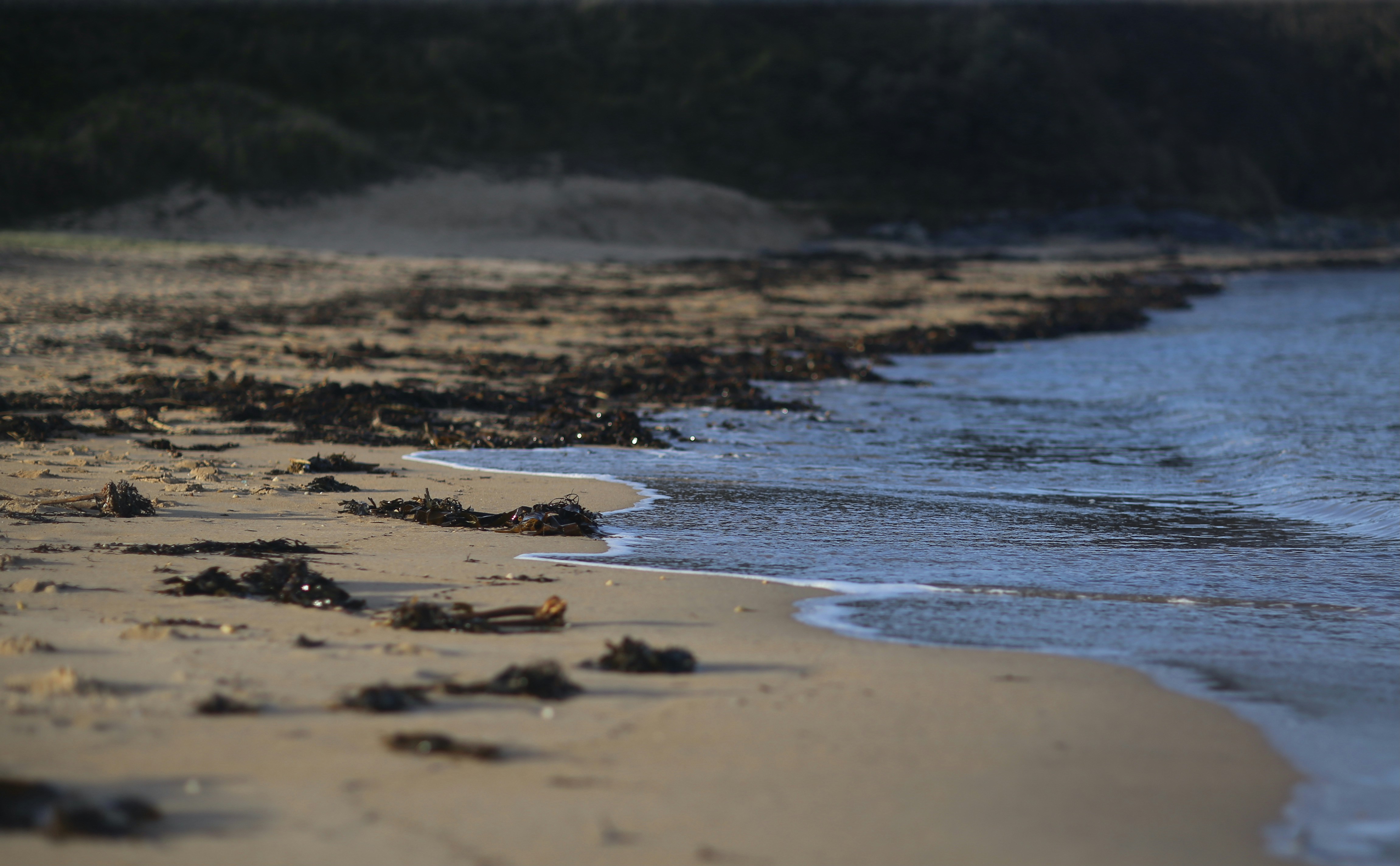 a beach that has a bunch of seaweed on it, 
