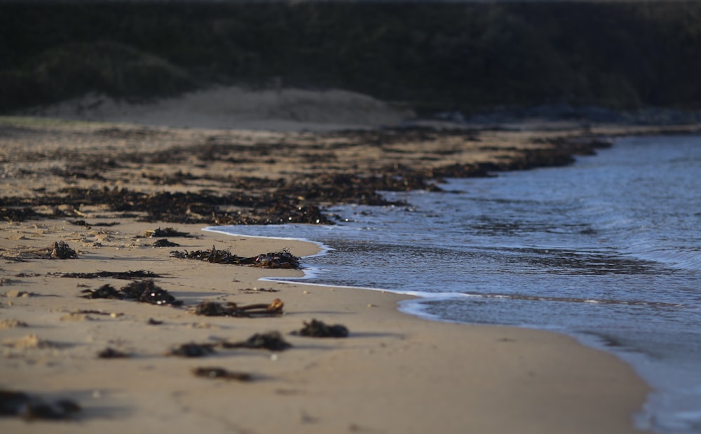 a beach that has a bunch of seaweed on it