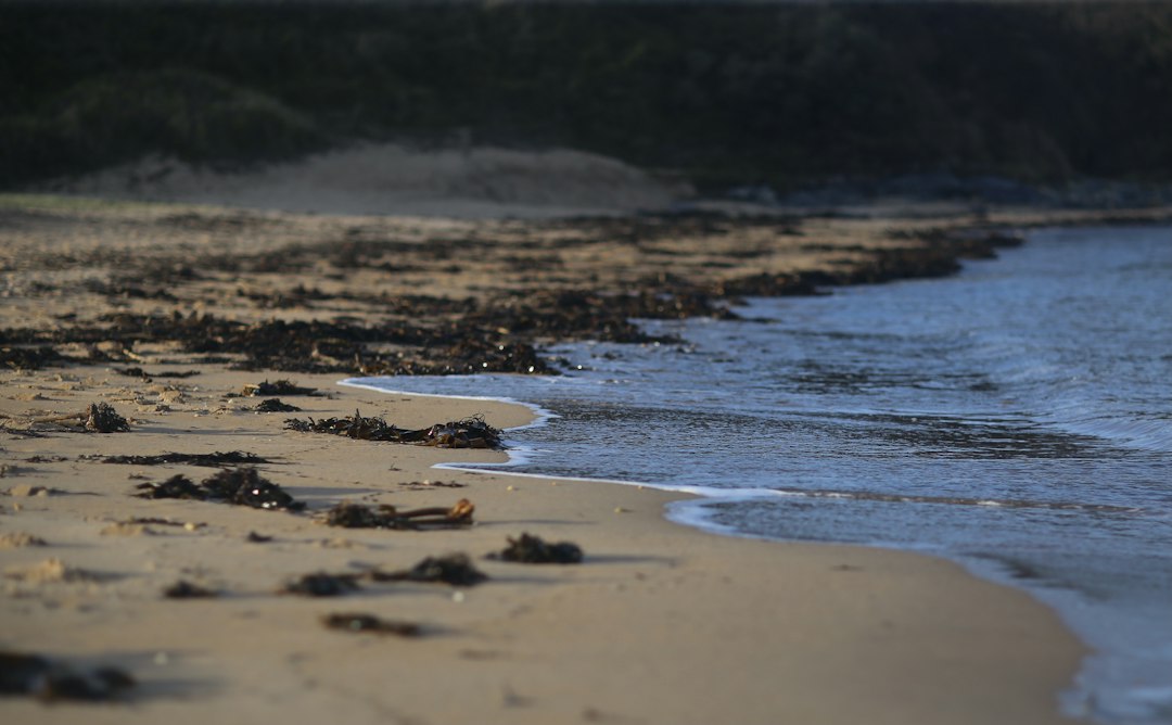 a beach that has a bunch of seaweed on it,