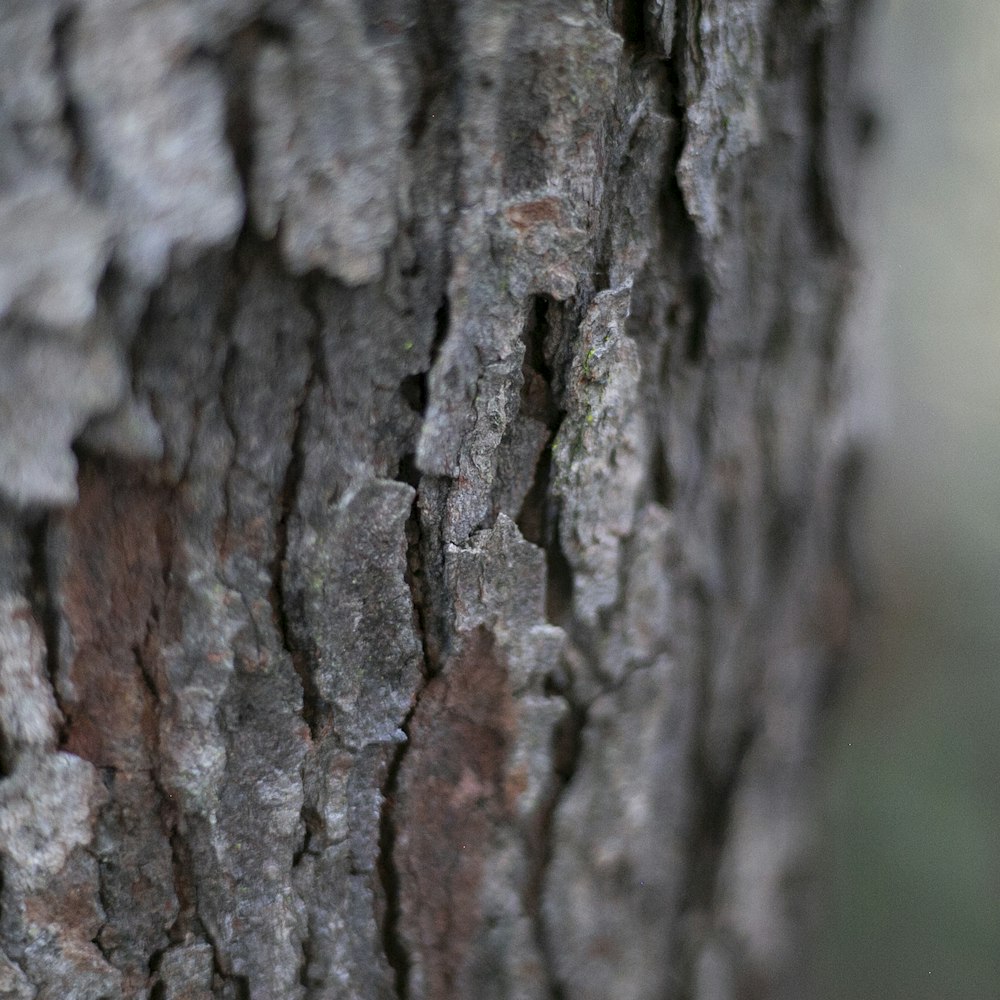 a close up of the bark of a tree