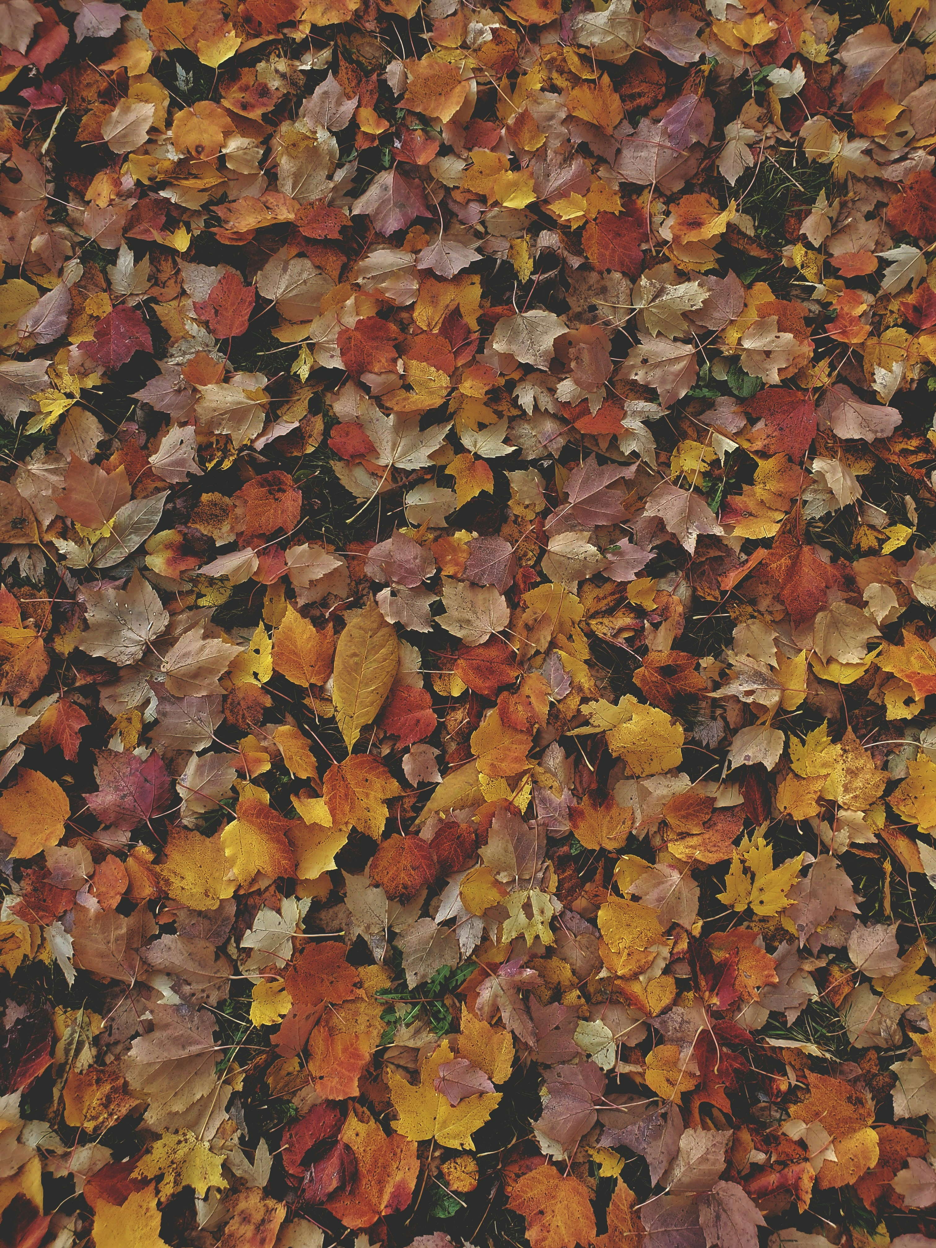 fall leaves wallpaper, wallpaper, Fall Crafts for Adults: DIY Projects & Inspiration 2