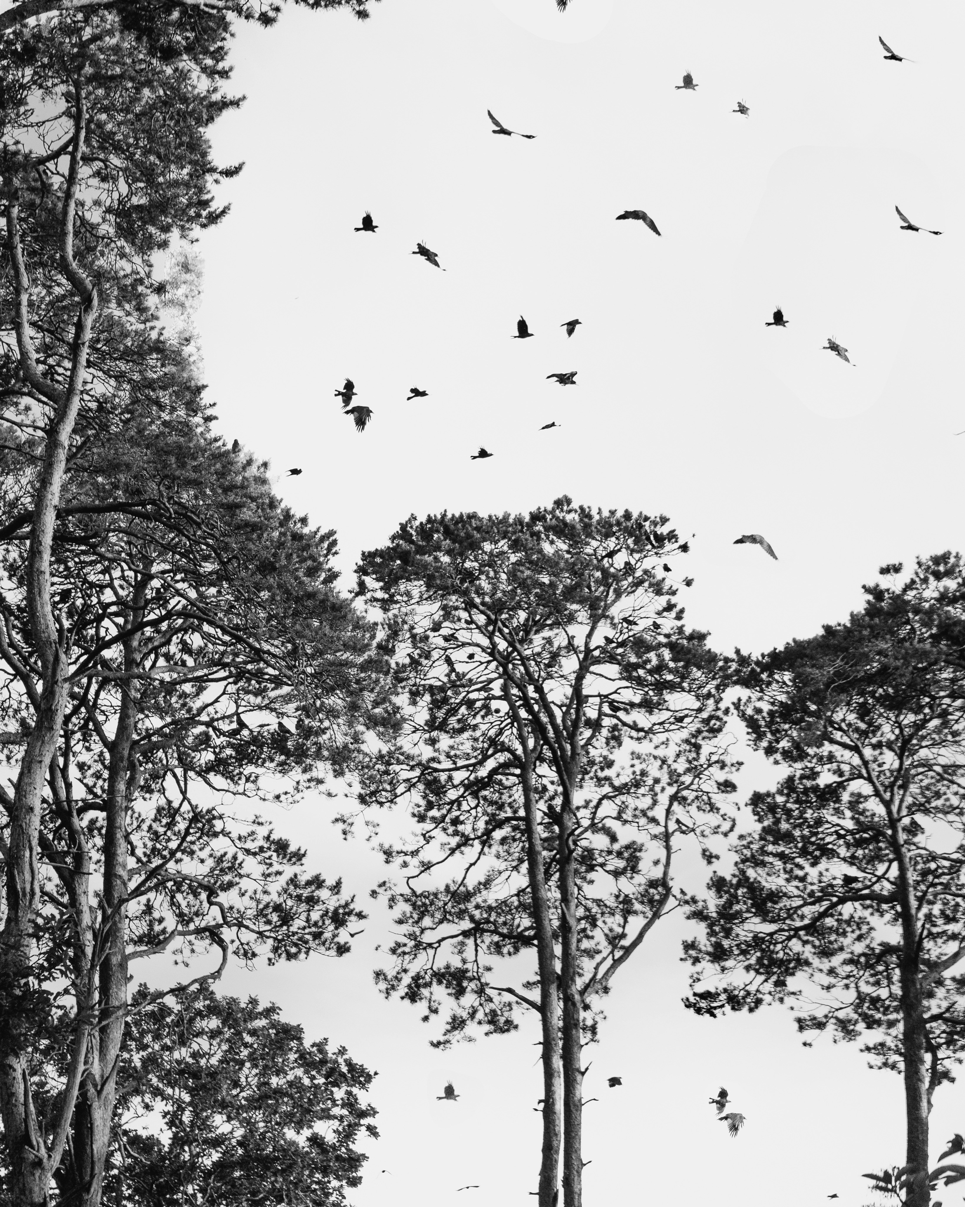 a flock of birds flying over a forest