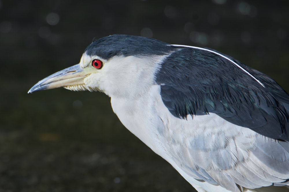 a close up of a bird with red eyes