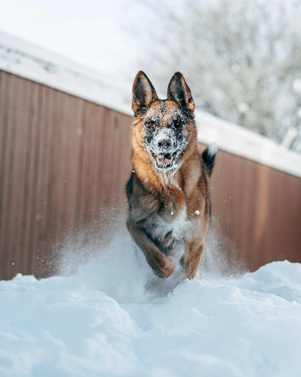 a dog running through the snow in the yard