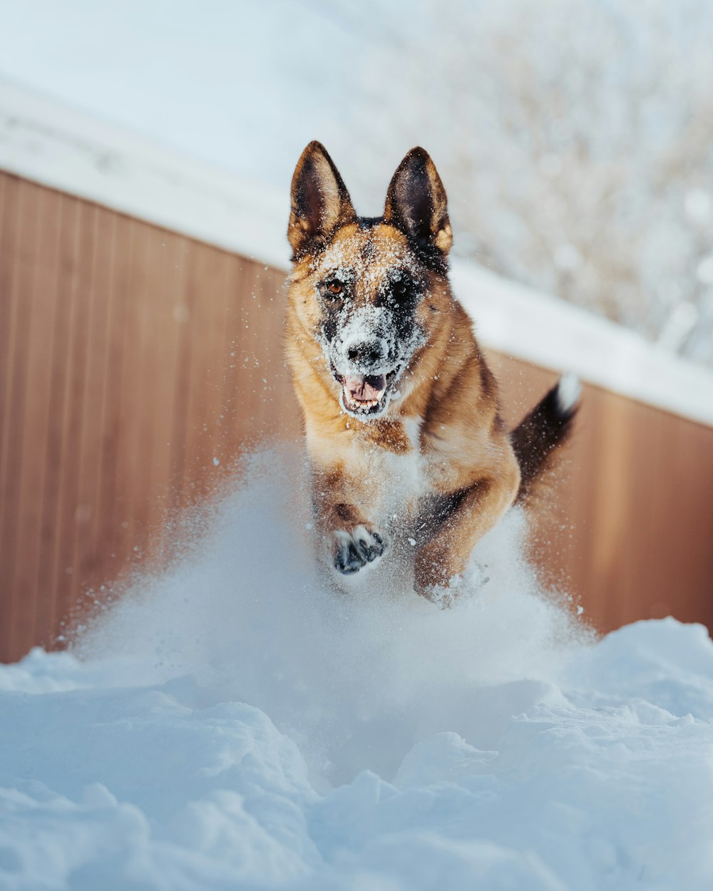 a dog running through the snow in the snow