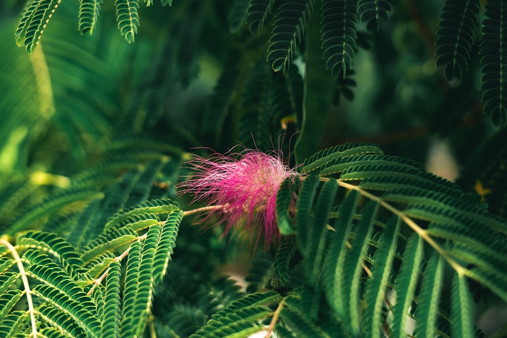 a pink flower on a green leafy tree