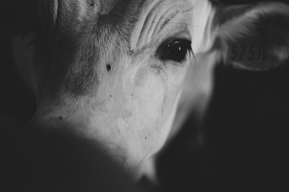 a black and white photo of a cow's face
