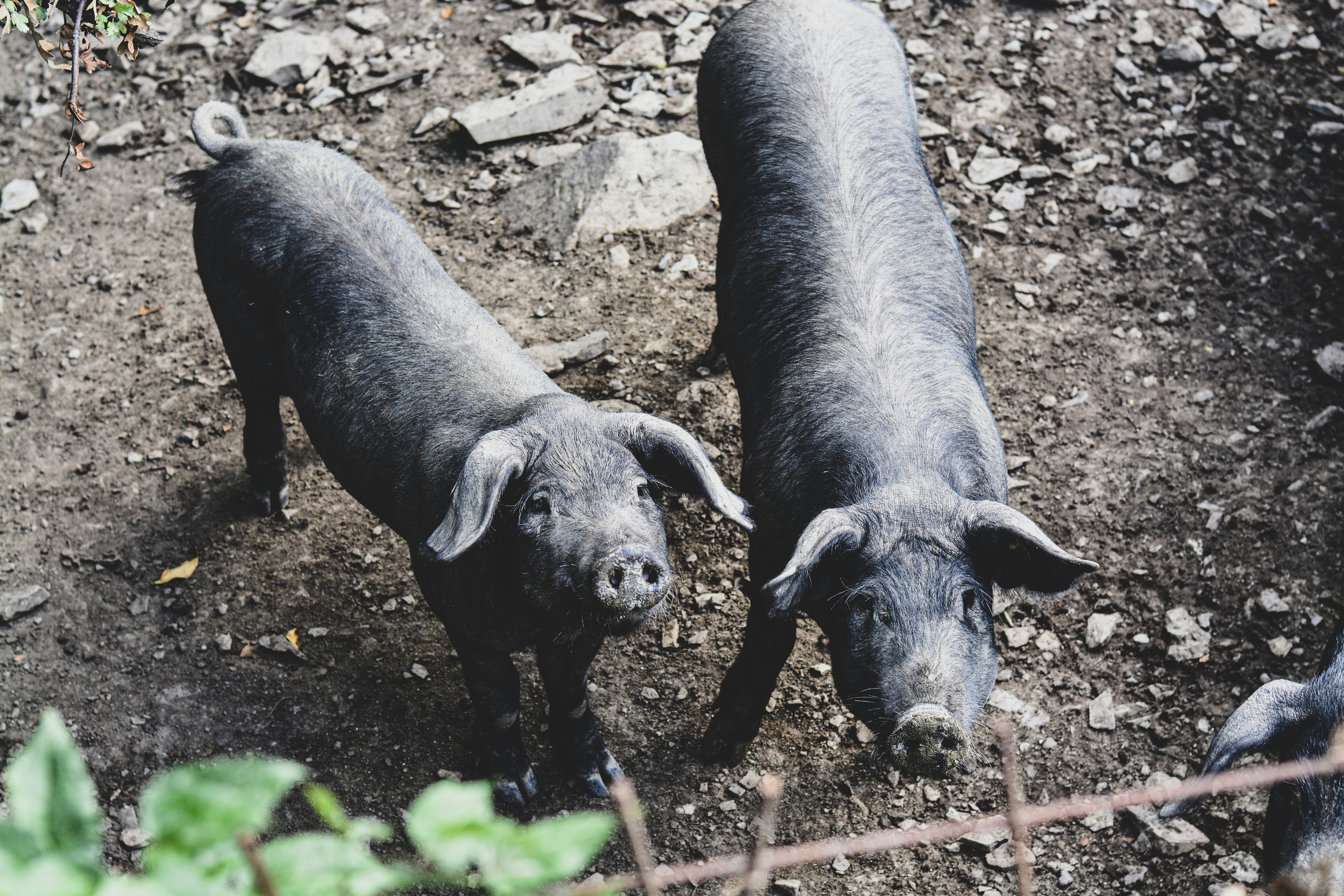 a couple of pigs standing on top of a dirt field