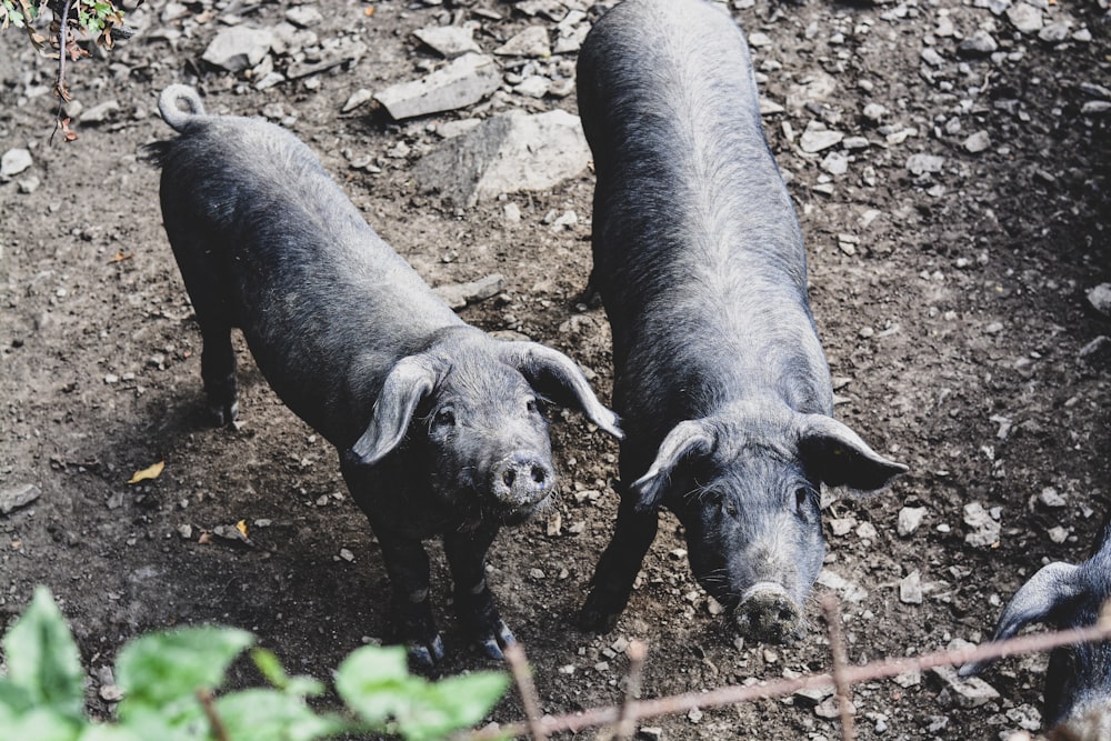 a couple of pigs standing on top of a dirt field