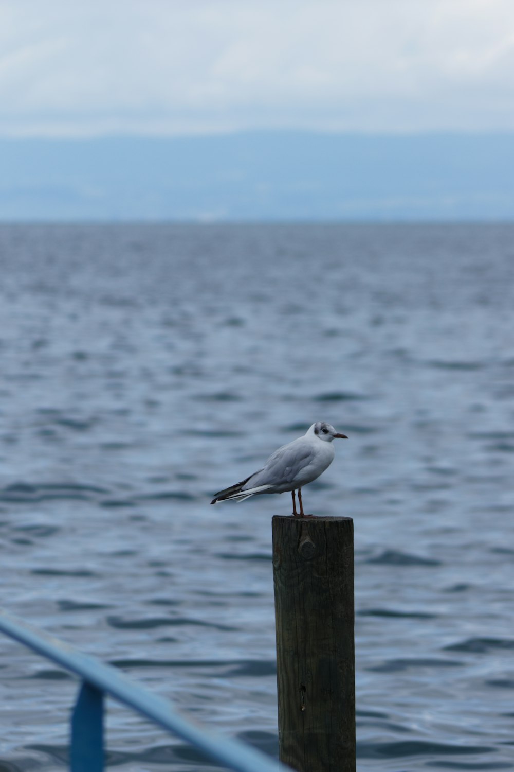 a seagull sitting on a wooden post in front of a body of water